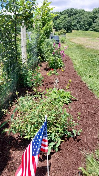 Making Progress in our Pollinator Garden