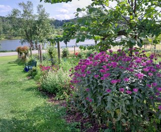 Pollinator Garden in bloom