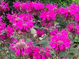 Pollinator Garden hosts pollinators July 2023