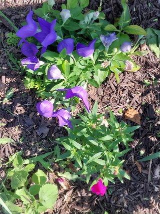 Pollinator Garden
