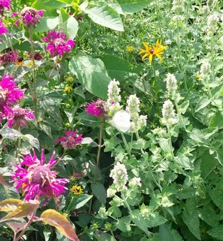 Pollinator Garden