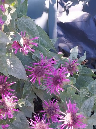 A bee enjoys the Pollinator Garden