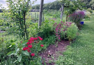 Pollinator Garden
